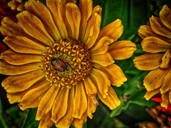 little bug by Eugene Rosenthal